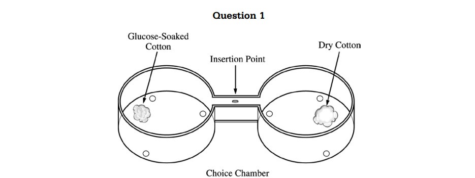 Choice chamber diagram showing glucose-soaked cotton, dry cotton, and insertion point